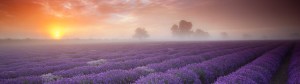 Lavender-banner